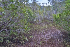 Aroha Island-2