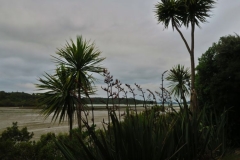 Aroha Island-3
