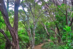 Aroha Island - Rundwanderweg