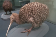 Auckland Museum - Kiwi