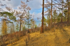 Baikalsee Wald