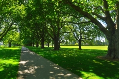 Hagley Park