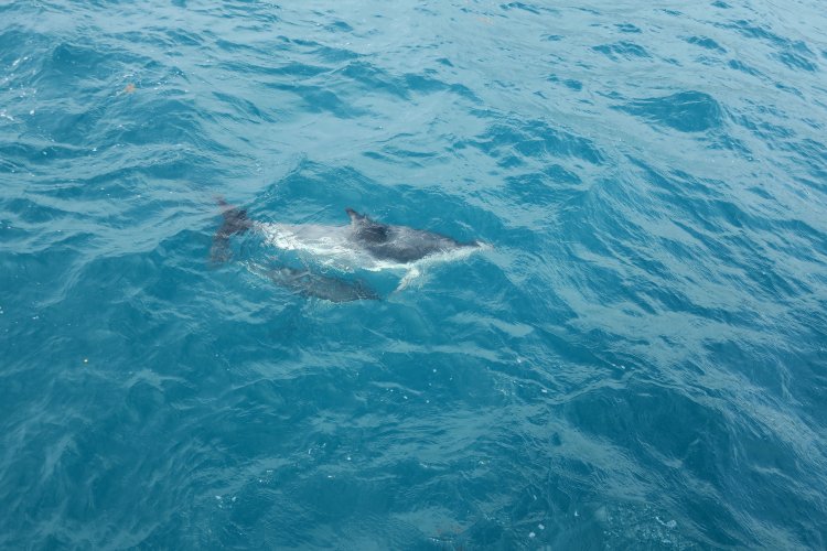 Whale Watch-Delfin mit jungem