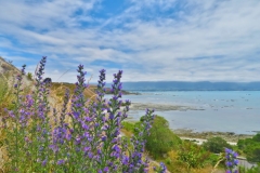 Peninsula Walkway - Fyffe Quay