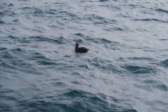 Whale Watch-2