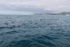 Whale Watch-Delfine-2