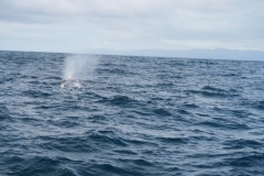 Whale Watch - Wal-1