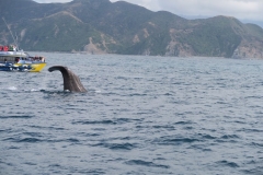 Whale Watch - abtauchender Wal von der Seite
