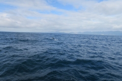 Whale Watch - abtauchender Wal