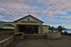 Whale Watch