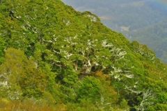 Baumgrenze auf dem Abstieg zur Iris Burn Hut