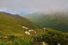 Blumiger Blick ins Tal