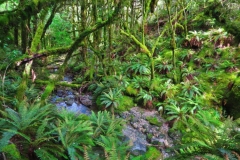 Gruenes-Tal-mit-Iris-Burn-Zufluss