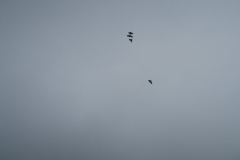 Kea spielen unter der Wolkendecke