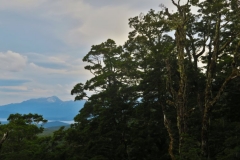Toter Baum