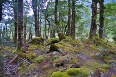 Wechselnde Landschaft entlang dem Iris Burn
