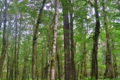 Weg zur Shallow Bay - Kauri