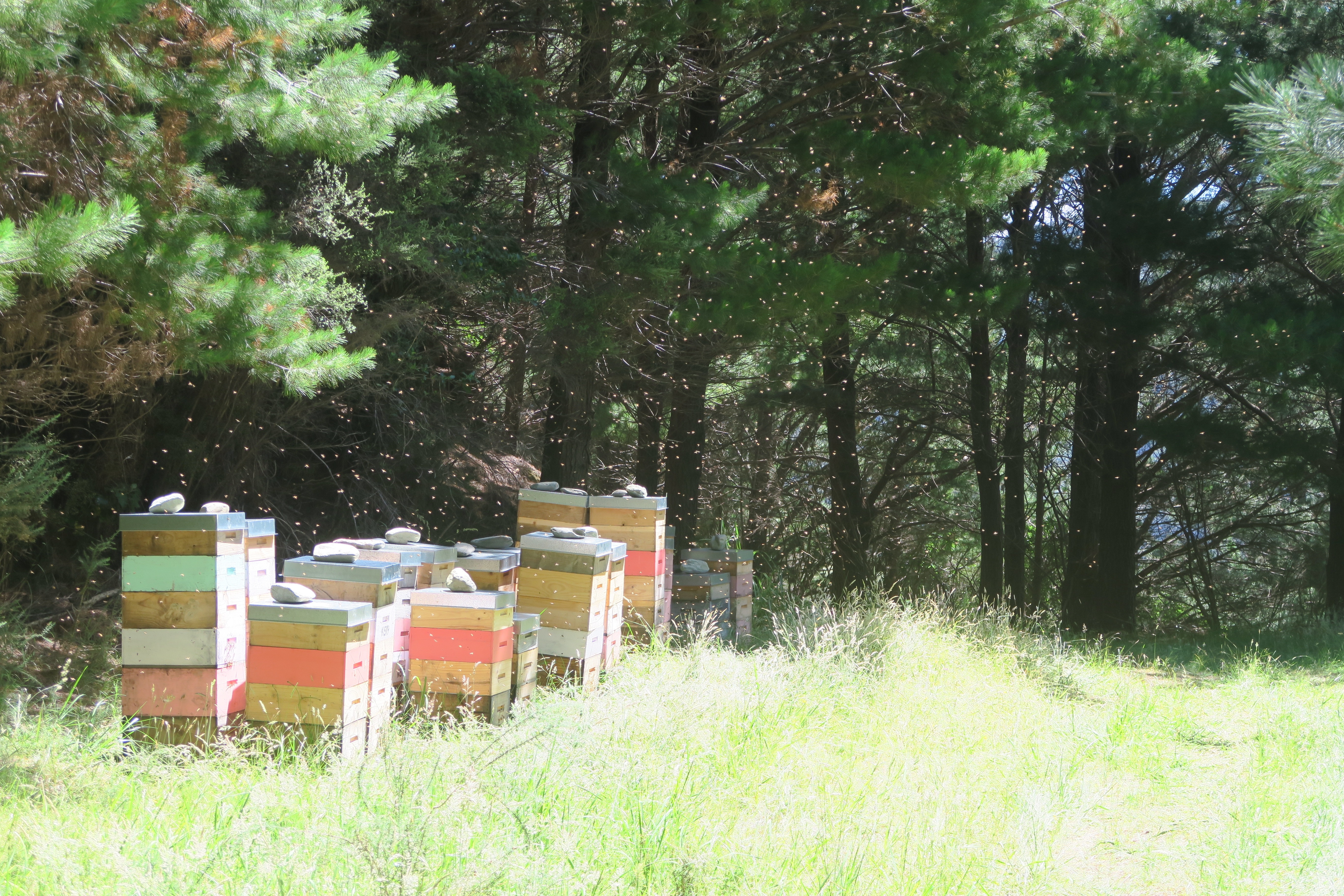 Marlborough Sounds - Bienen