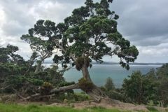 Sandrett Regional Park - Baum