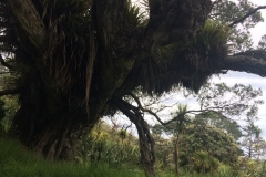 Sandrett Regional Park - Bewachsener Baum