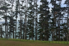 Sandrett Regional Park - Sehe vor lauter Wald kaum noch Meer