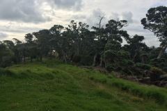Sandrett Regional Park - Wald