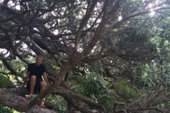 Sandrett Regional Park - im Baum