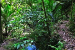 Mangakawa Track-3