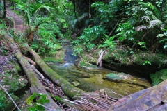 Mangakawa Track-Bachlauf