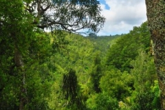Mangakawa Track-Blick zur Ridge