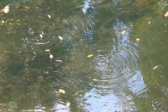 Morere Springs