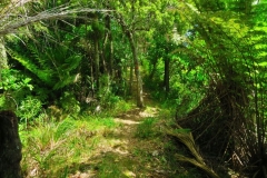 Ridge Track - auf der Ridge