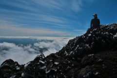 Ngarara Lizard - vereist