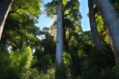 Der Aufstieg-3