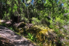 Brunner Peninsula Nature Walk