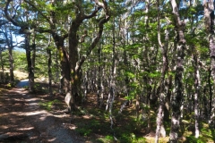 Bushline Track