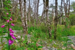 Speargrass Creek - Fingerhut
