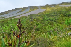 Speargrass Creek Route - Flachs