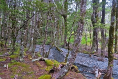 Speargrass Creek - Wald