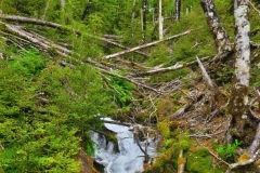 Speargrass Creek - Wasserfall
