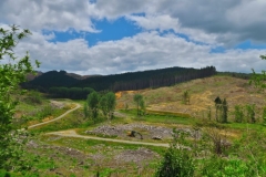 Horeke-Road-Abgeholzte-Flaechen