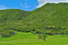 East-Cape-Lighthouse-Baeume