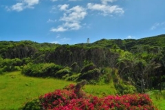 East Cape Lighthouse - Blumen
