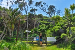 East Cape Lighthouse - Da gehts lang