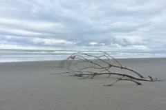 Opotiki - Strandgut