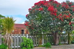 Torere-Farm-mit-bluehendem-Baum
