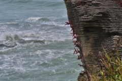 Pancake Rocks-3