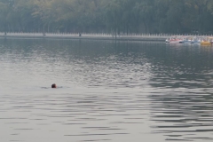 Houhai Hu-Schwimmer
