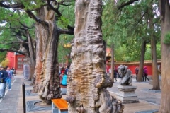 Verbotene-Stadt-Palastgarten-Baeume