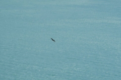 Vogel